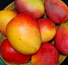 Mangifera indica irwin d'occasion  Expédié en France