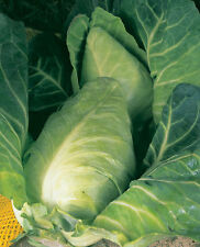 Cabbage durham early for sale  SALISBURY