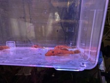 Bristlenose super red for sale  LONDON