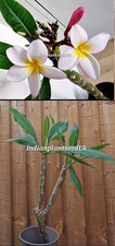 Mature indian pink for sale  UXBRIDGE