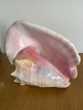 large shells for sale  CHESTER