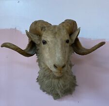Taxidermy 1971 bighorn for sale  Sherman Oaks