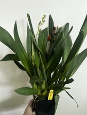 Oncostele lava zone for sale  Akron