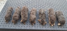 Taxidermie lot taupes d'occasion  Villeneuve-sur-Lot