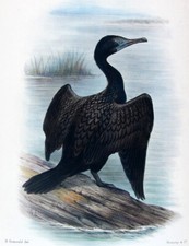 1899 j.f. keulemans usato  Urbino
