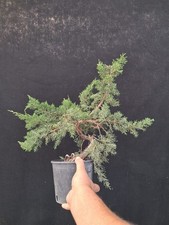 Bonsai juniperus itoigawa usato  Montevarchi