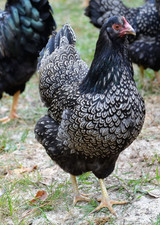 10uova gallina feconde usato  Voghera