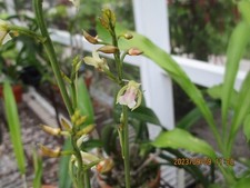 orchid species for sale orchid species for sale West Palm Beach