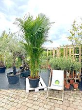 Dypsis lutescens arecapalme gebraucht kaufen  Nordkirchen