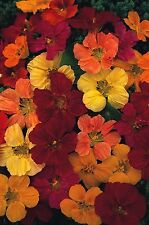 Flower nasturtium tom for sale  WREXHAM