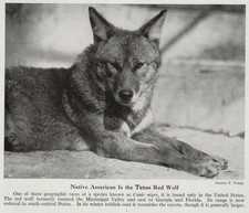 Texas red wolf for sale  Tampa