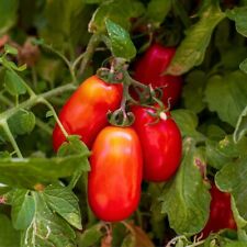 Plum tomato plants for sale  EVESHAM