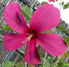 Hardy hibiscus moy for sale  Odessa