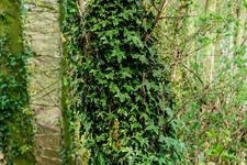 English ivy plants for sale  Altamont