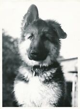 1974 german shepherd d'occasion  Expédié en Belgium