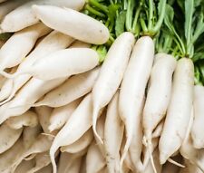 Radish seeds fast for sale  Minneapolis