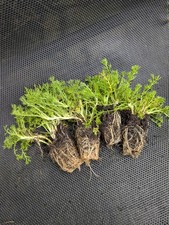 Clearance sale lawn for sale  LONDONDERRY