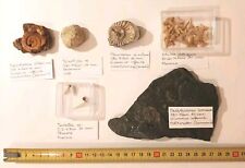 Collezione fossili autentici usato  Minerbio
