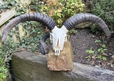 Large rare three for sale  MELTON MOWBRAY