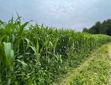 Shallu egyptian wheat for sale  Spring Lake