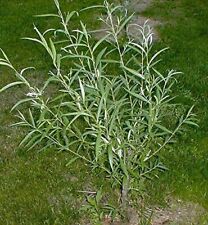 200 thick austree for sale  Chariton