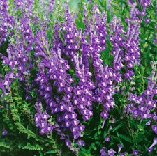 Scutellaria baicalensis baikal gebraucht kaufen  Westerstede
