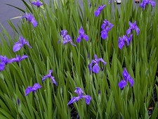 Blue iris reed for sale  TOTNES