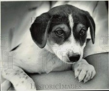 1981 press photo for sale  Memphis