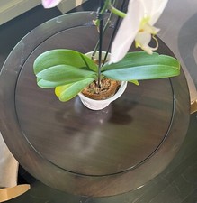 Donghia round paris for sale  Tenafly