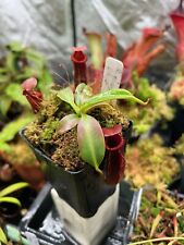 Nepenthes edwardsiana for sale  Warren