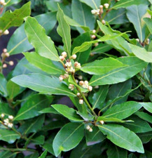 Sweet bay laurel for sale  Azusa