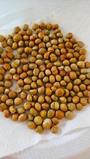 Surinam red brazilian for sale  Wesley Chapel