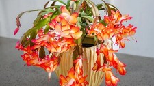 Orange christmas cactus for sale  Hudson