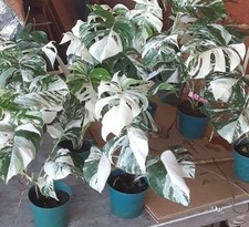 Variegated monstera albo for sale  Mechanicsville