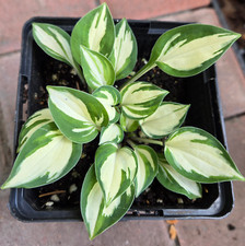 green box plants for sale  Pittsford