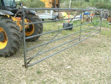 Farm field cattle for sale  WALLINGFORD