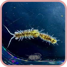 Calico morph freshwater for sale  Bowling Green
