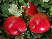 One seedling honeycrips for sale  Kingsburg