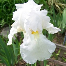 Iris germanica immortality for sale  LONDON