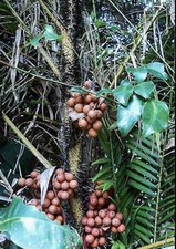 Salak snake fruit for sale  Fairfax