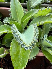 Baby pups kalanchoe for sale  Winter Garden