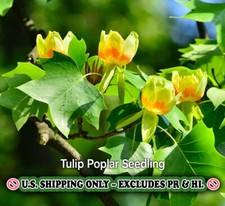 tulip poplar shade trees for sale tulip poplar shade trees for sale Mcminnville