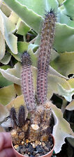 Cereus aethiops cactus d'occasion  Servian