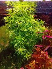 Stem pogostemon heidelberg for sale  SHEFFIELD