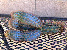 Pilosocereus flexibilispinus c for sale  Mira Loma