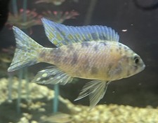African peacock cichlid for sale  Tyngsboro