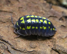 Armadillidium gestroi isopods for sale  Acworth