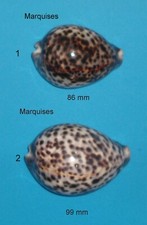 Cypraea tigris marquises d'occasion  Sanary-sur-Mer