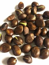 15pcs loquat seeds for sale  Baldwin Park