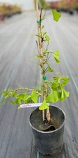Ginkgo biloba weeping for sale  Mount Pleasant